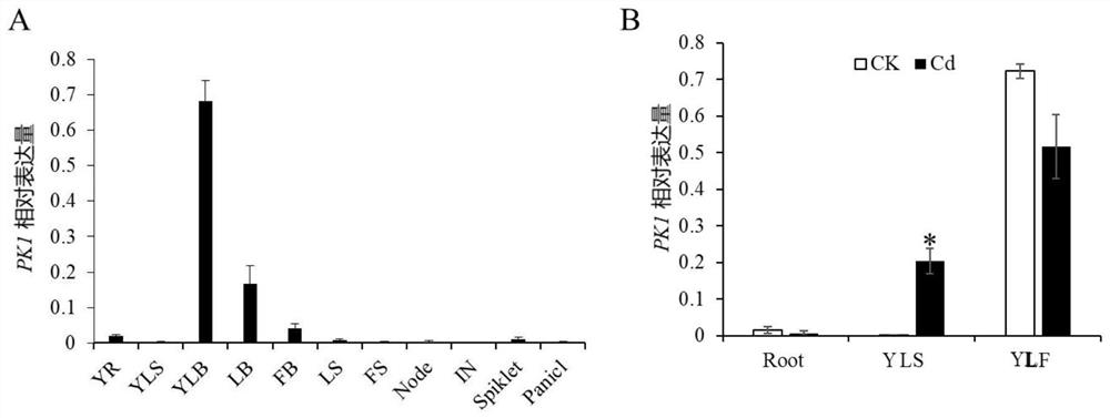 Gene PK1 for regulating and controlling cadmium accumulation of rice as well as protein and application of gene PK1