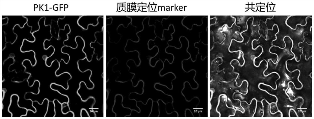 Gene PK1 for regulating and controlling cadmium accumulation of rice as well as protein and application of gene PK1