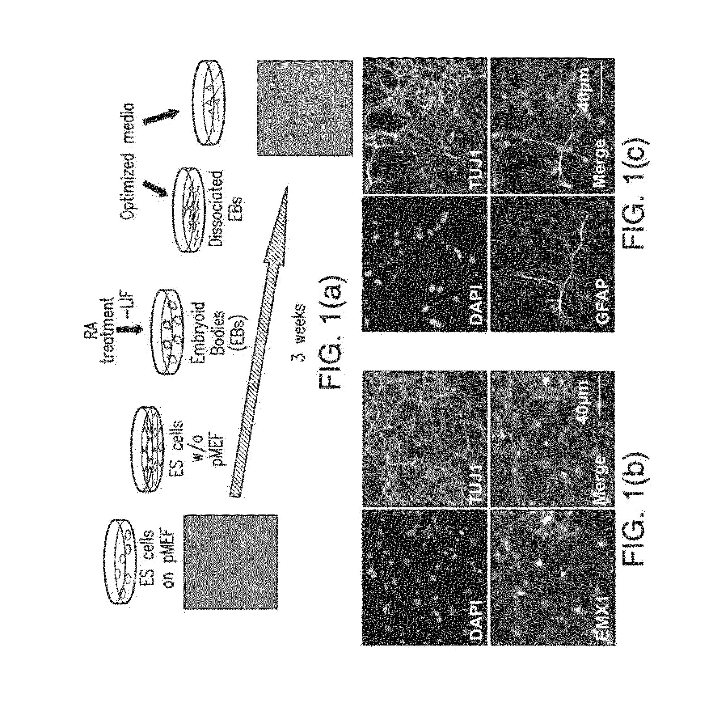 Screening Assays Using Stem Cells and Stem Cell-Derived Neurons from Mouse Models of Alzheimer's Disease