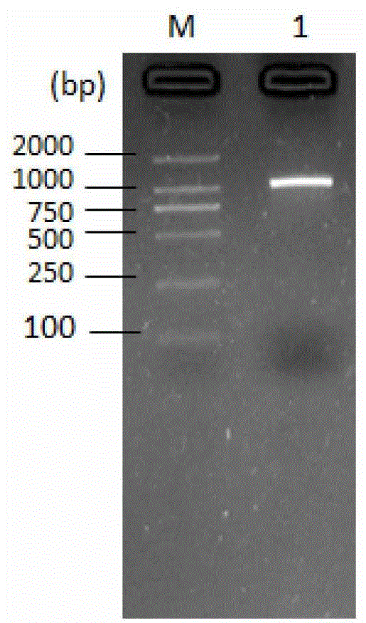 Application of zmwrky50 gene to improve plant aluminum tolerance