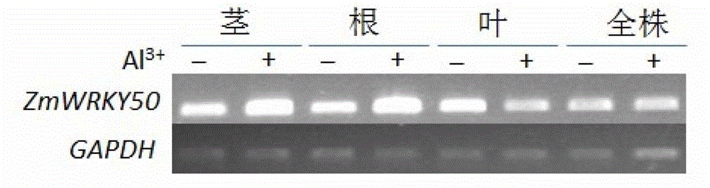 Application of zmwrky50 gene to improve plant aluminum tolerance