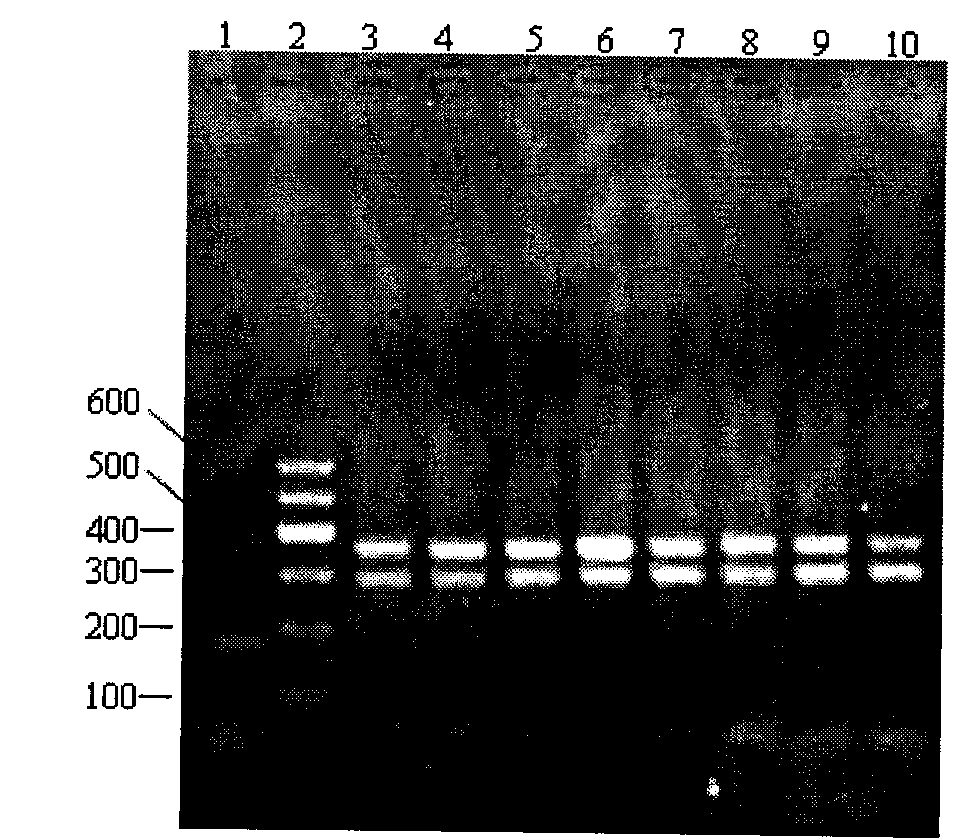 Method for identifying gynostemma pentaphylla and making distinction between gynostemma pentaphylla and cayratia japonica at deoxyribonucleic acid (DNA) level