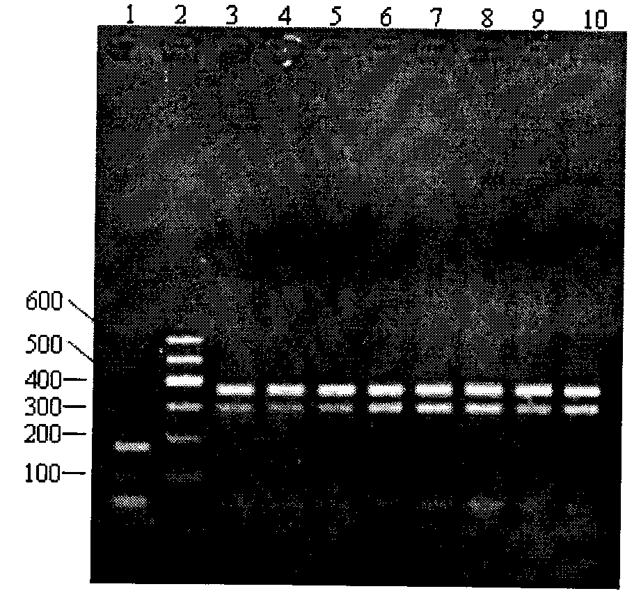 Method for identifying gynostemma pentaphylla and making distinction between gynostemma pentaphylla and cayratia japonica at deoxyribonucleic acid (DNA) level