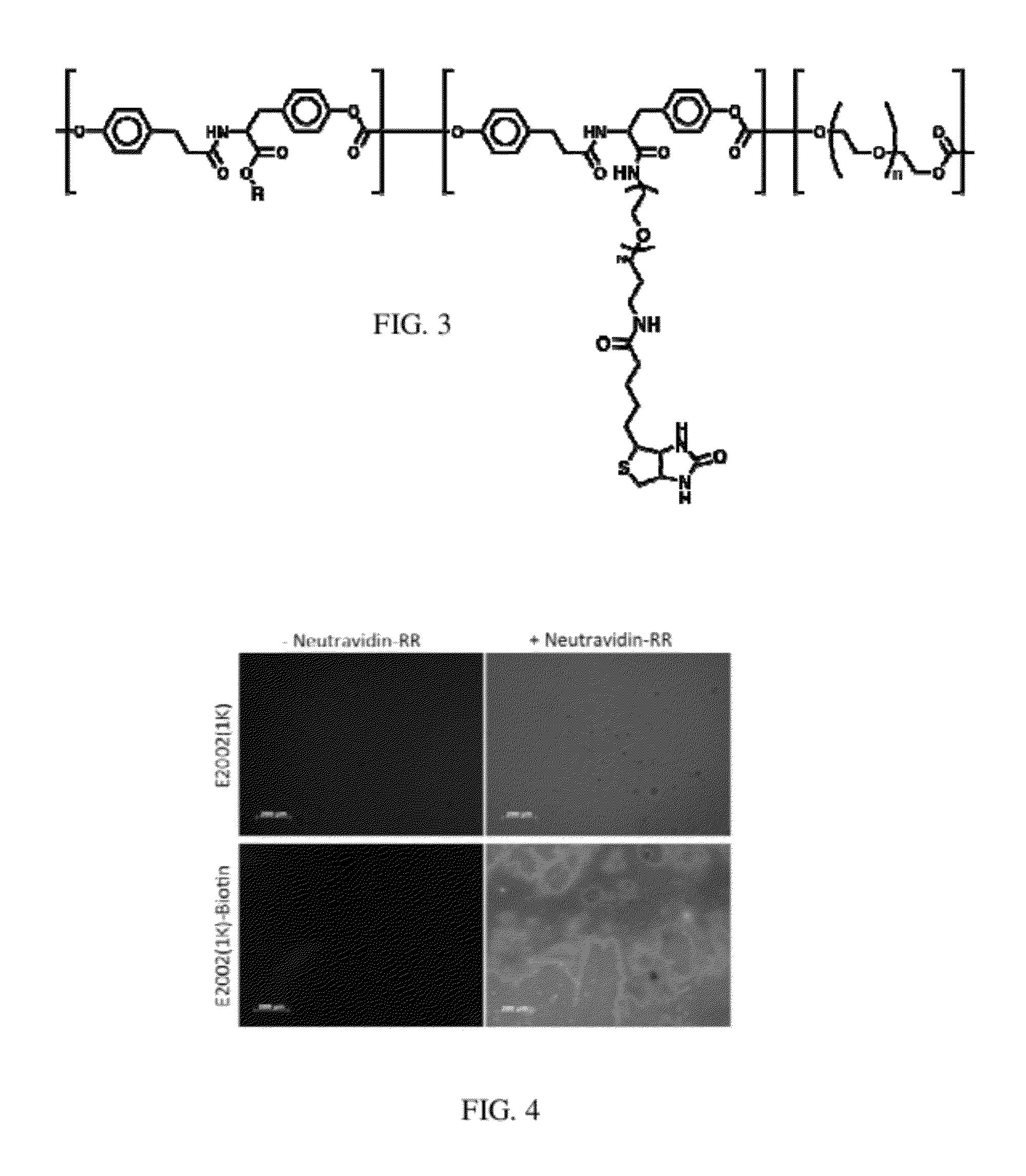 Molecular Surface Design of Tyrosine-Derived Polycarbonates for Attachment of Biomolecules