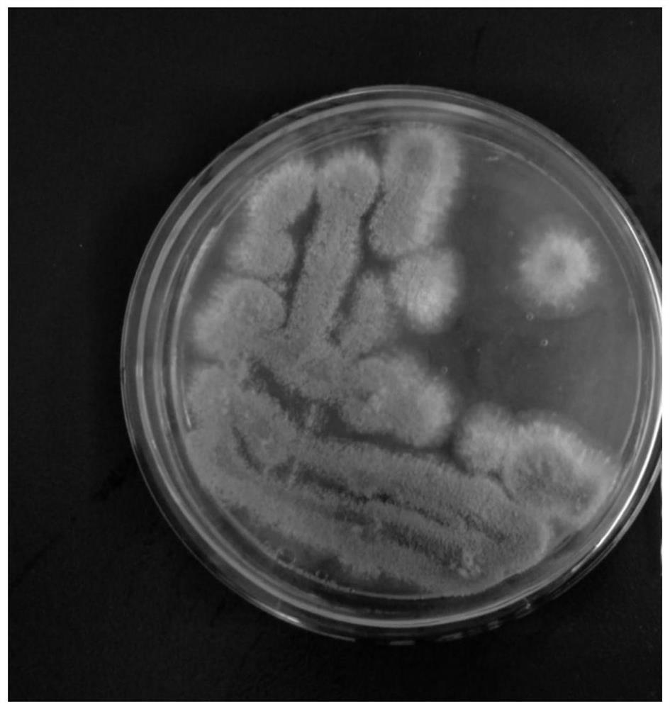 A strain of endophytic Aspergillus of Ophiopogon japonicus and its application