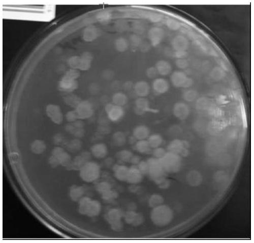 Mortierella alpina mutant strain, method for producing arachidonic acid oil using it, and arachidonic acid oil