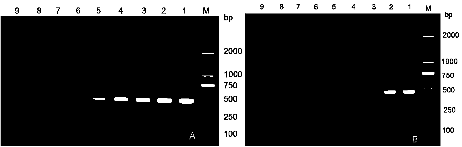 Chinese chestnut blight nest-type PCR (polymerase chain reaction) detection kit and use method thereof
