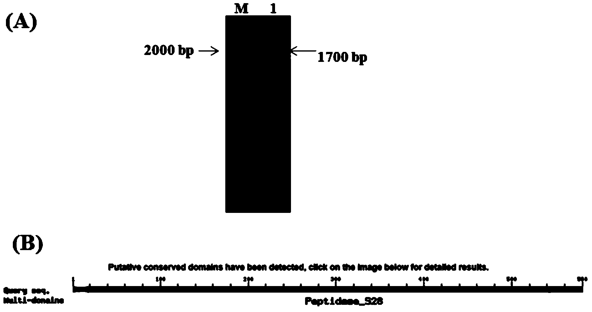 Novel proline specific endoprotease gene and application thereof