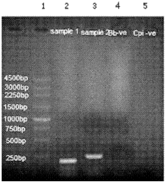 Canine infectious tracheobronchitis bivalent live vaccine and preparation method thereof