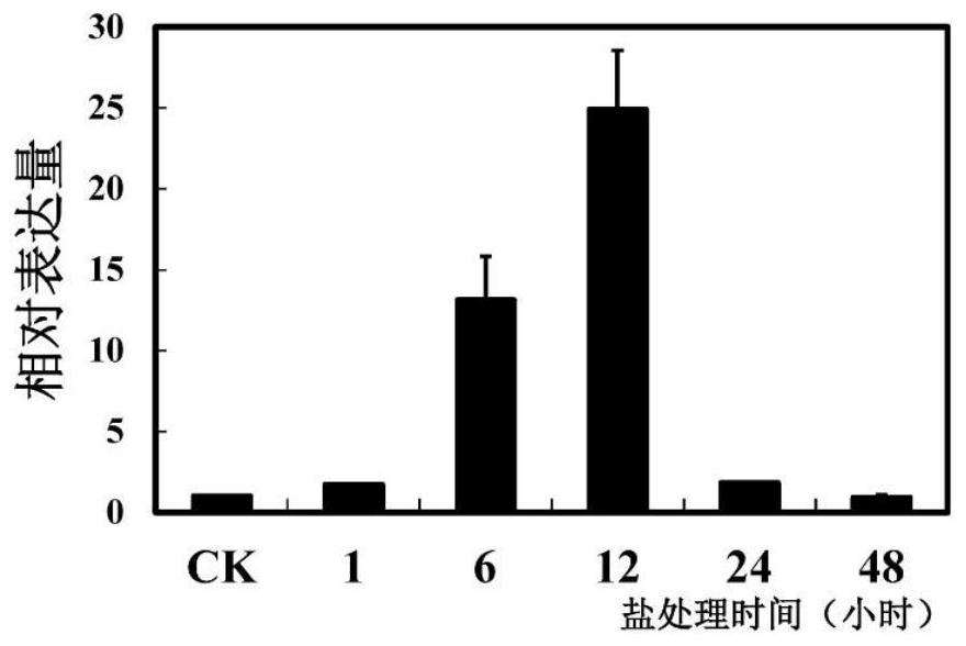 Vacuole-type proton pump pbvha-b1 in Duli pear and its application in genetic improvement of plant salt resistance