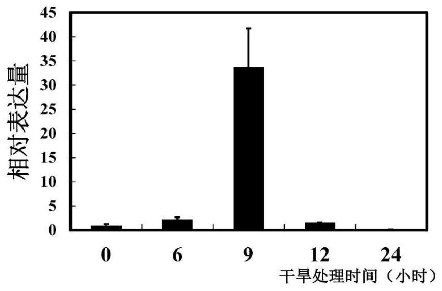 Vacuole-type proton pump pbvha-b1 in Duli pear and its application in genetic improvement of plant salt resistance