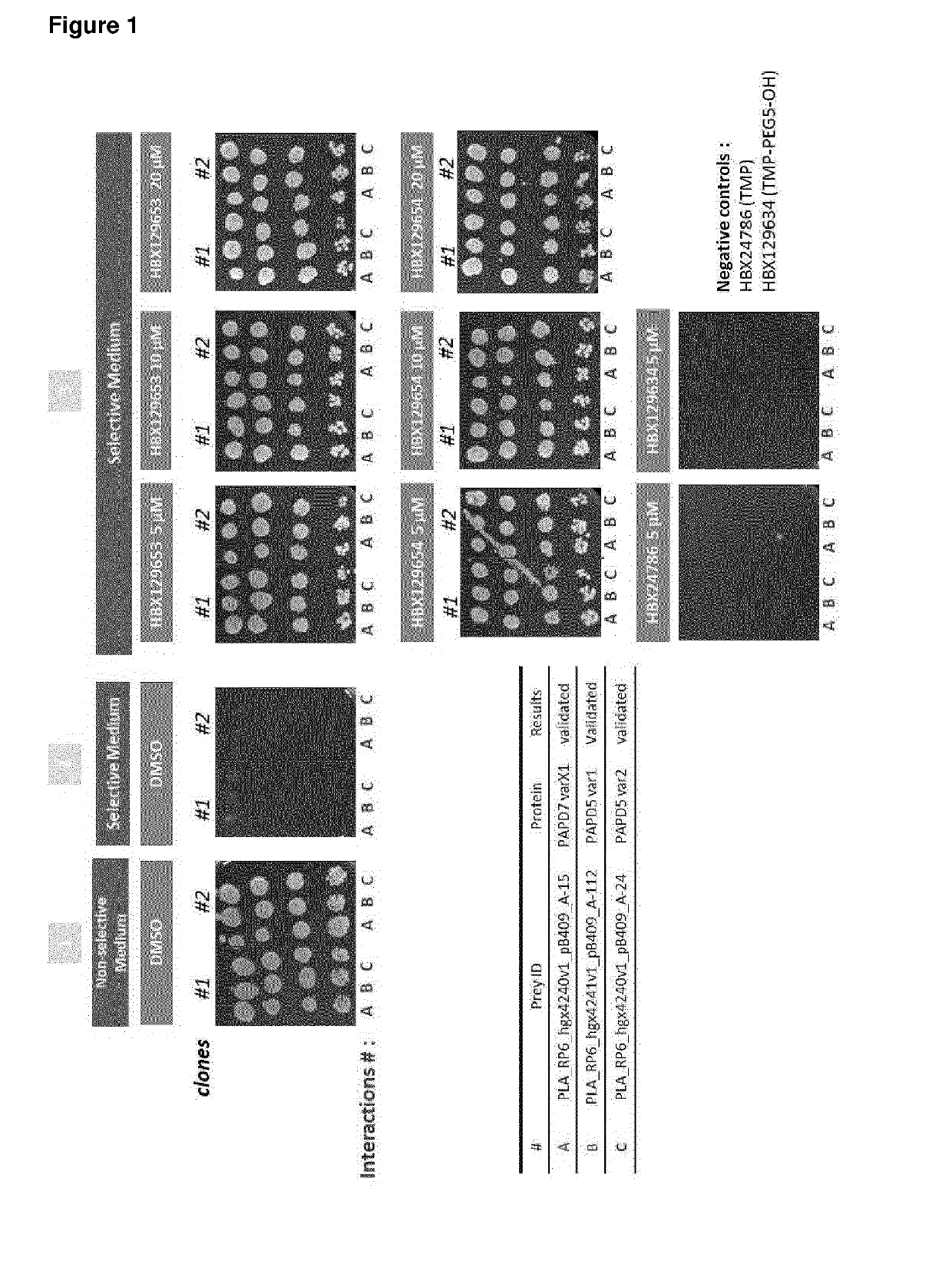 Nucleic acid molecules for reduction of papd5 or papd7 mRNA for treating hepatitis b infection