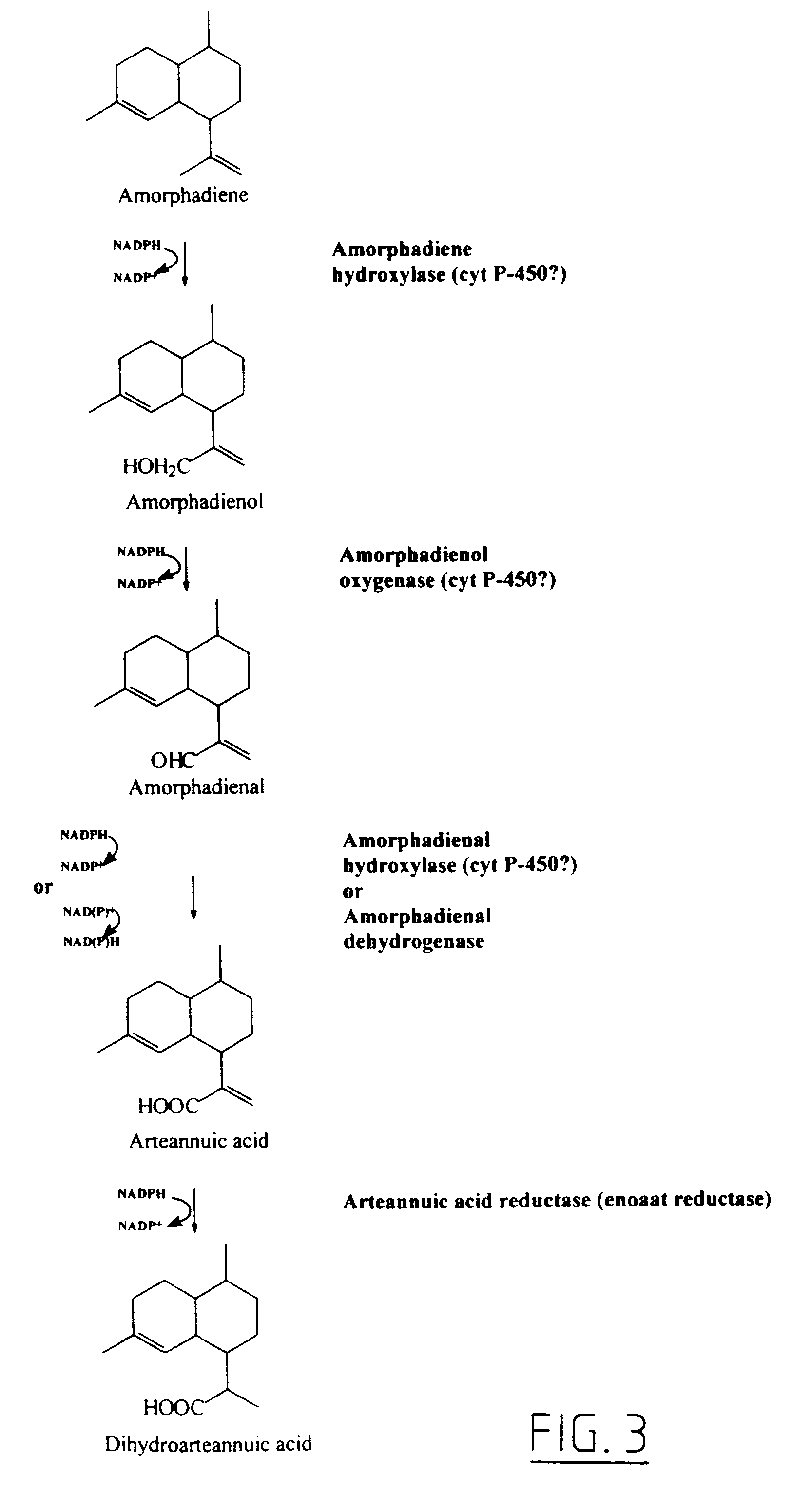 Transgenic amorpha-4,11-diene synthesis