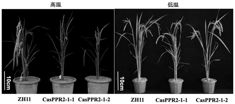 Application of rice osppr2-1 gene in constructing plants with improved fertility under natural conditions