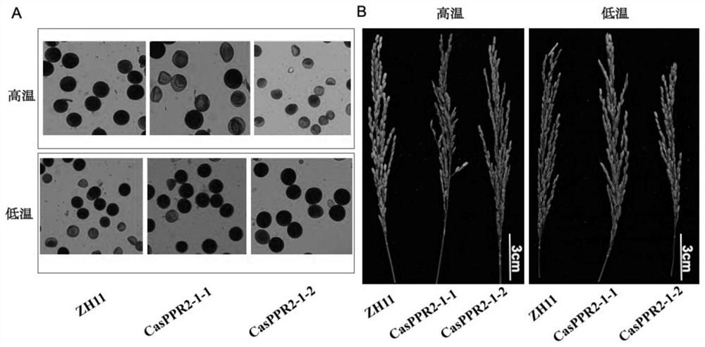 Application of rice osppr2-1 gene in constructing plants with improved fertility under natural conditions