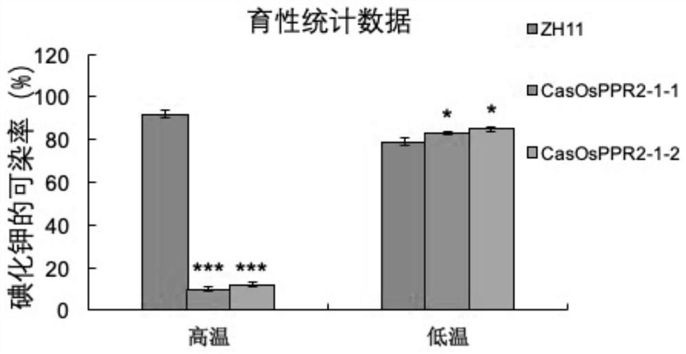 Application of rice osppr2-1 gene in constructing plants with improved fertility under natural conditions