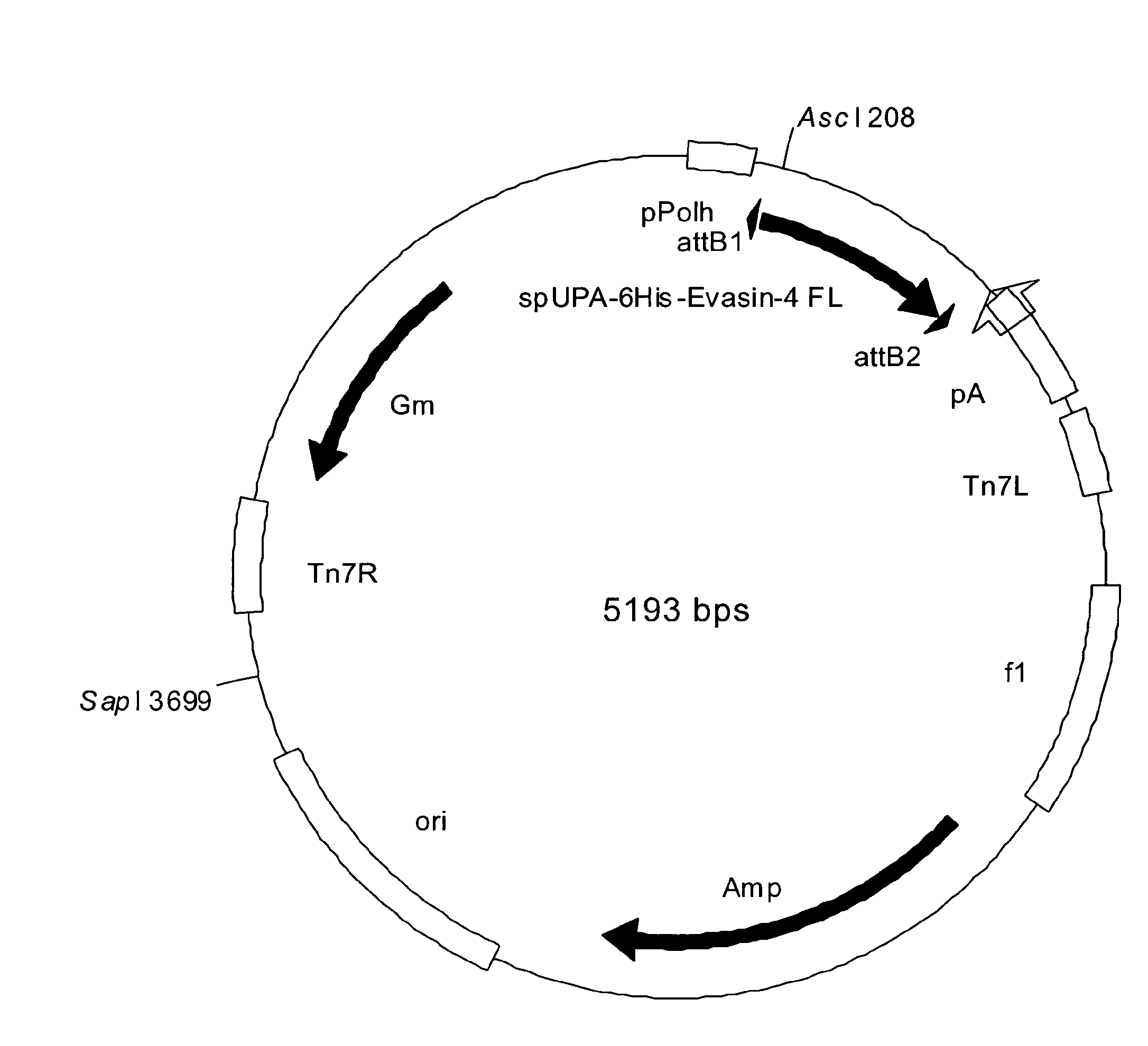 Novel Cc-Chemokine Antagonists