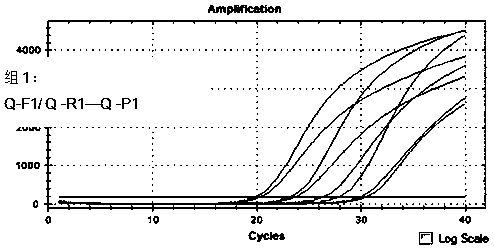 A kind of rickettsia multiplex fluorescent PCR detection method