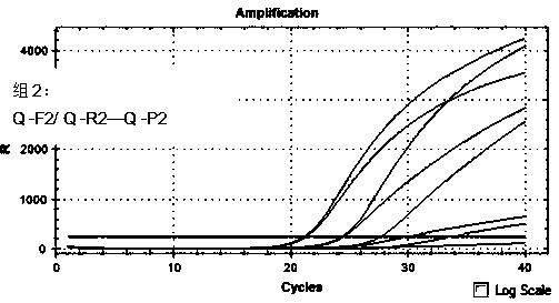 A kind of rickettsia multiplex fluorescent PCR detection method