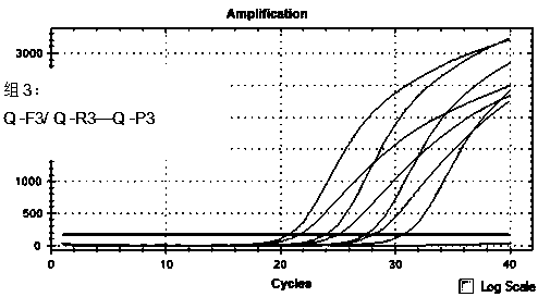 A kind of rickettsia multiplex fluorescent PCR detection method