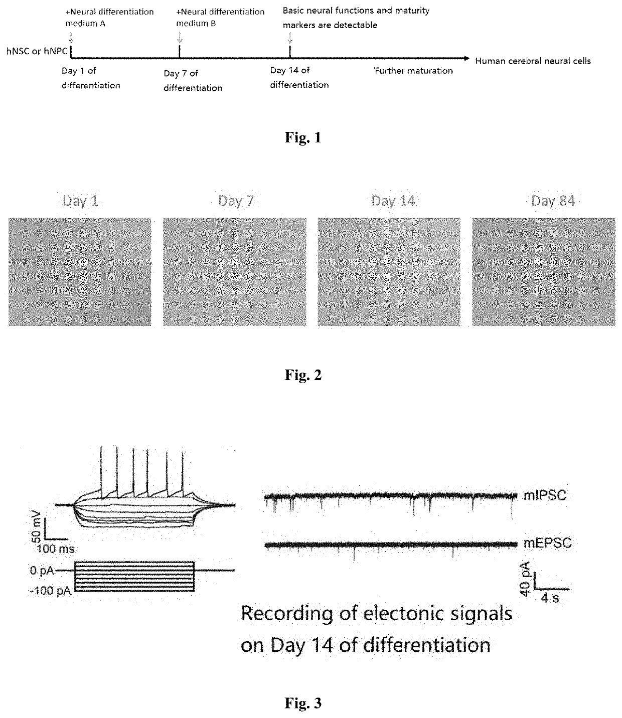 Method for inducing differentiation of functional cerebral cortex cells