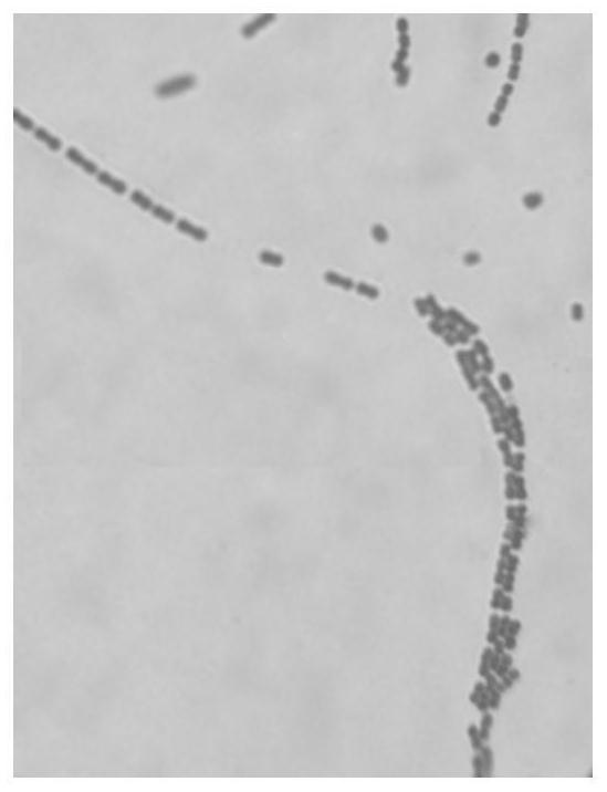 A kind of streptococcus thermophilus and its propagation and cultivation method and application