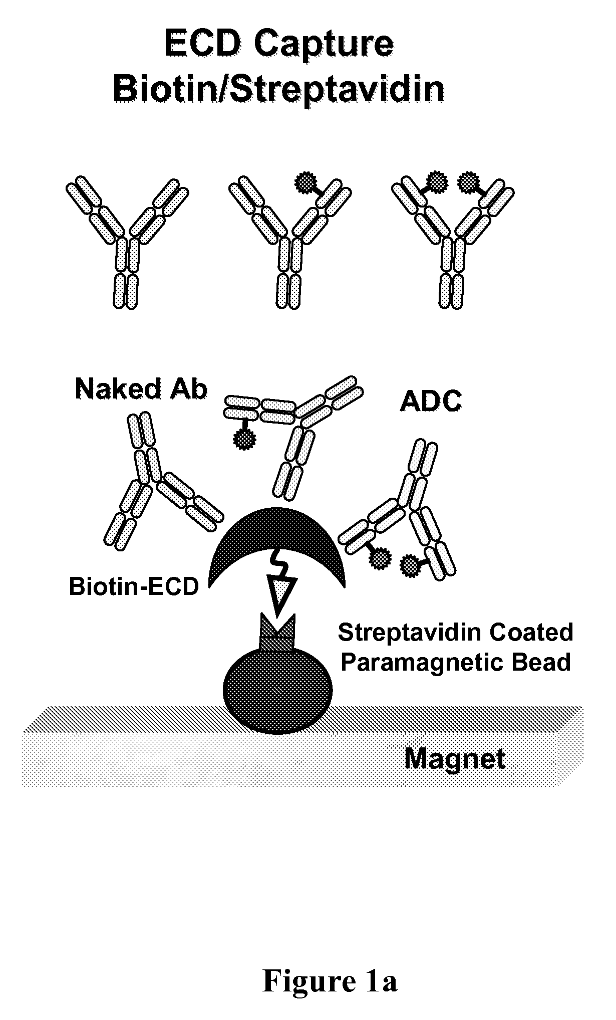 Analysis of antibody drug conjugates by bead-based affinity capture and mass spectrometry