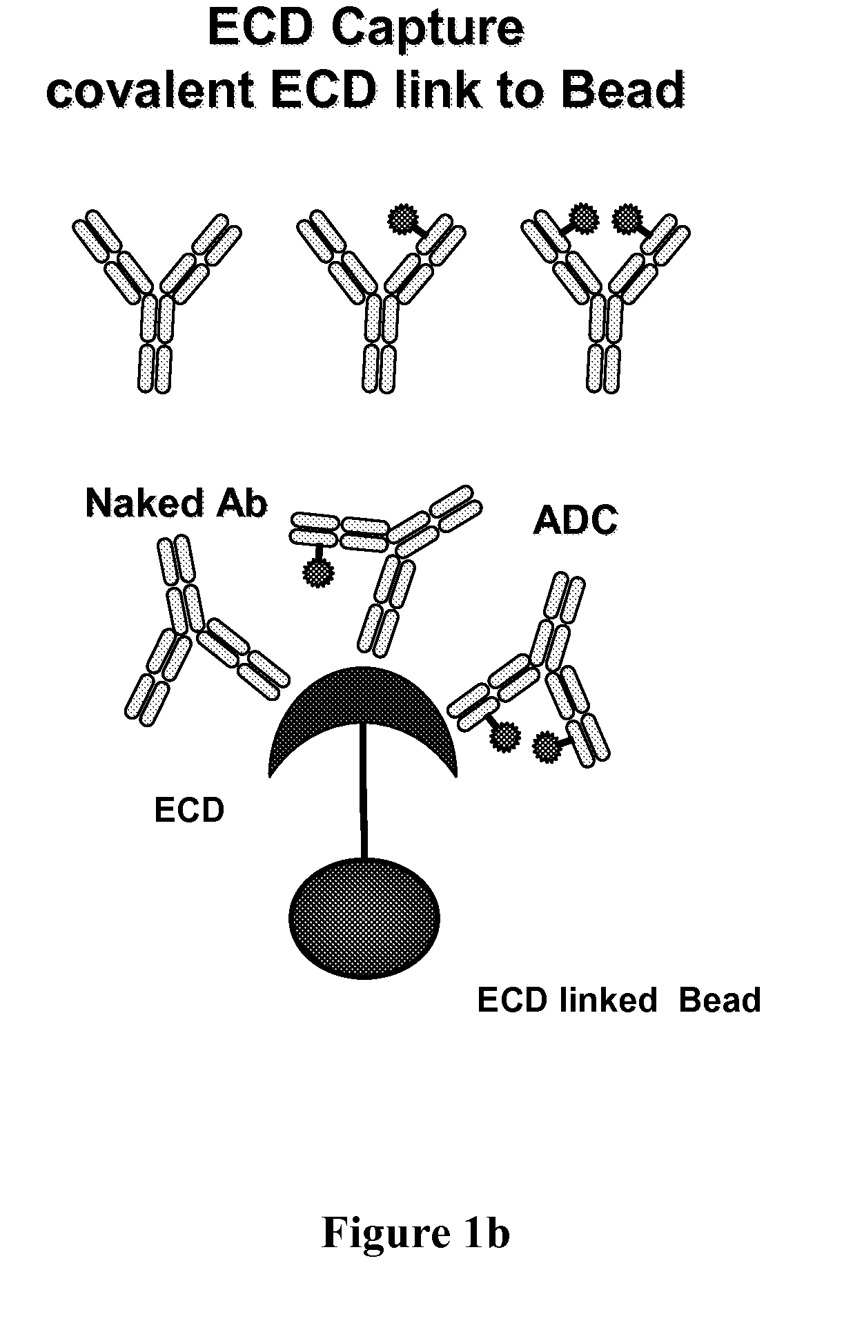 Analysis of antibody drug conjugates by bead-based affinity capture and mass spectrometry