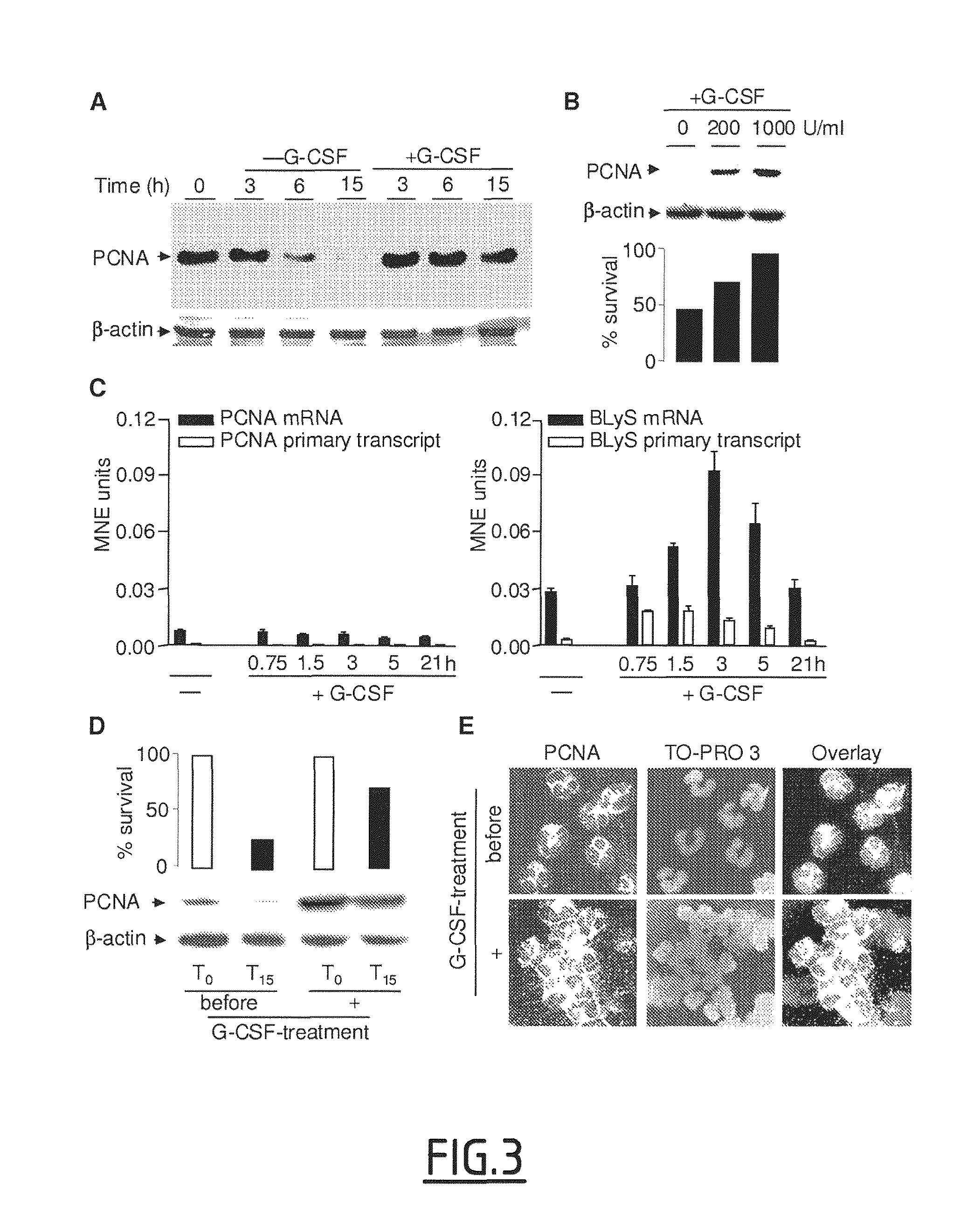Compounds for the treatment of inflammation and neutropenia