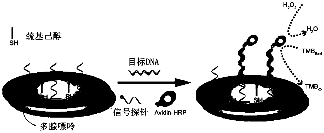 Polyadenine-based DNA capture probe, biosensor and detection method thereof