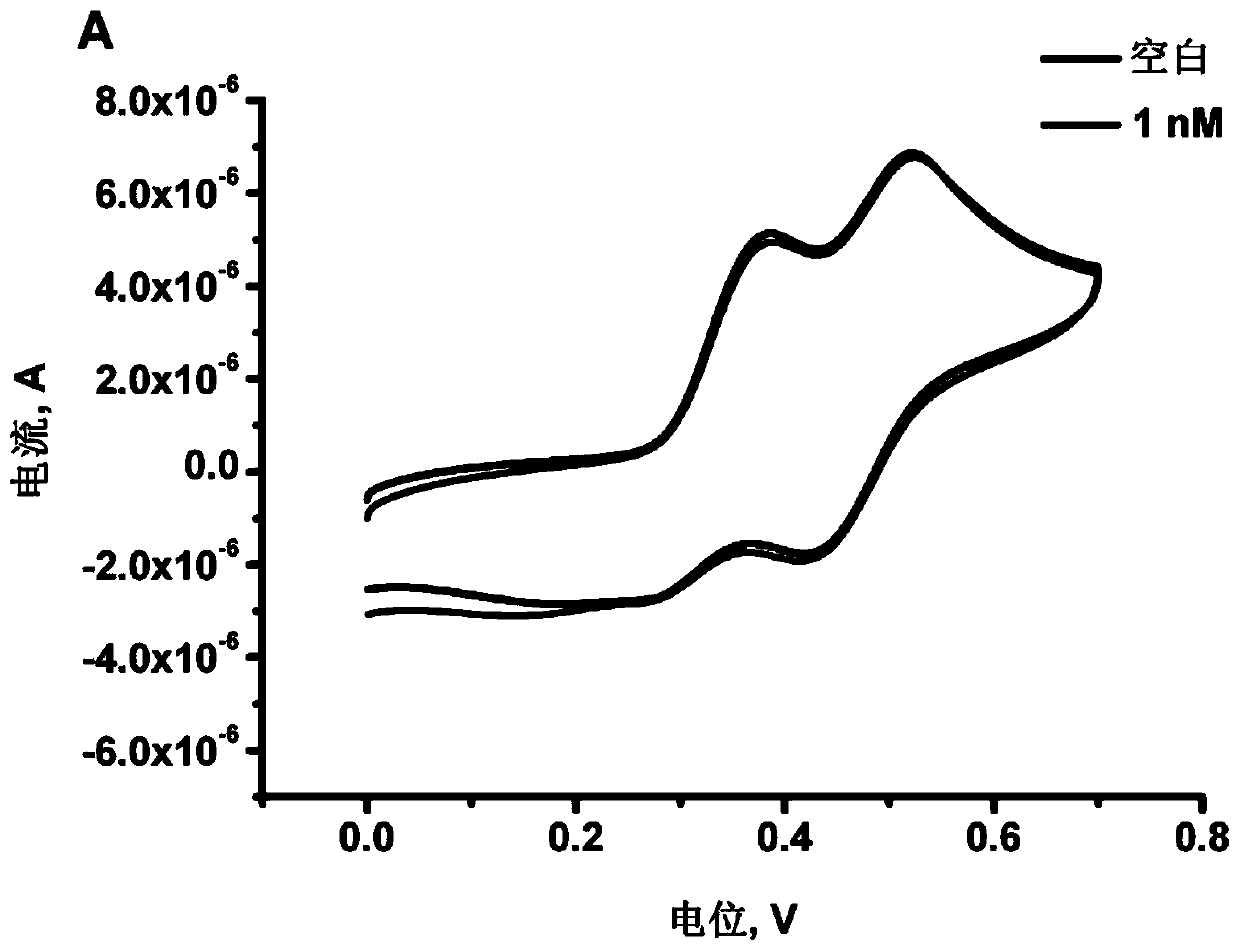 Polyadenine-based DNA capture probe, biosensor and detection method thereof