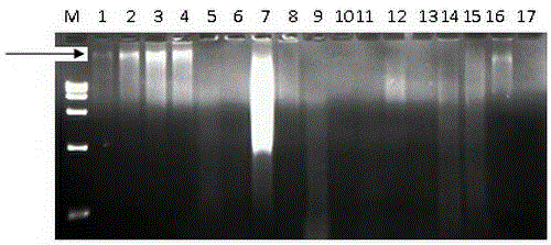 A rapid extraction method of Huanglongbing bacteria dna