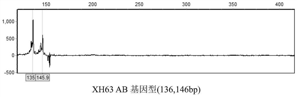 Microsatellite marker related to growth traits of takifugu obscurus, primer, method and application thereof