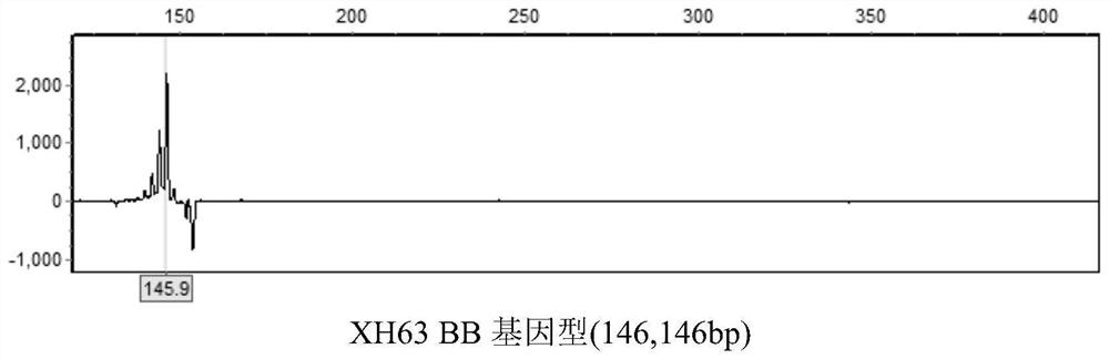 Microsatellite marker related to growth traits of takifugu obscurus, primer, method and application thereof