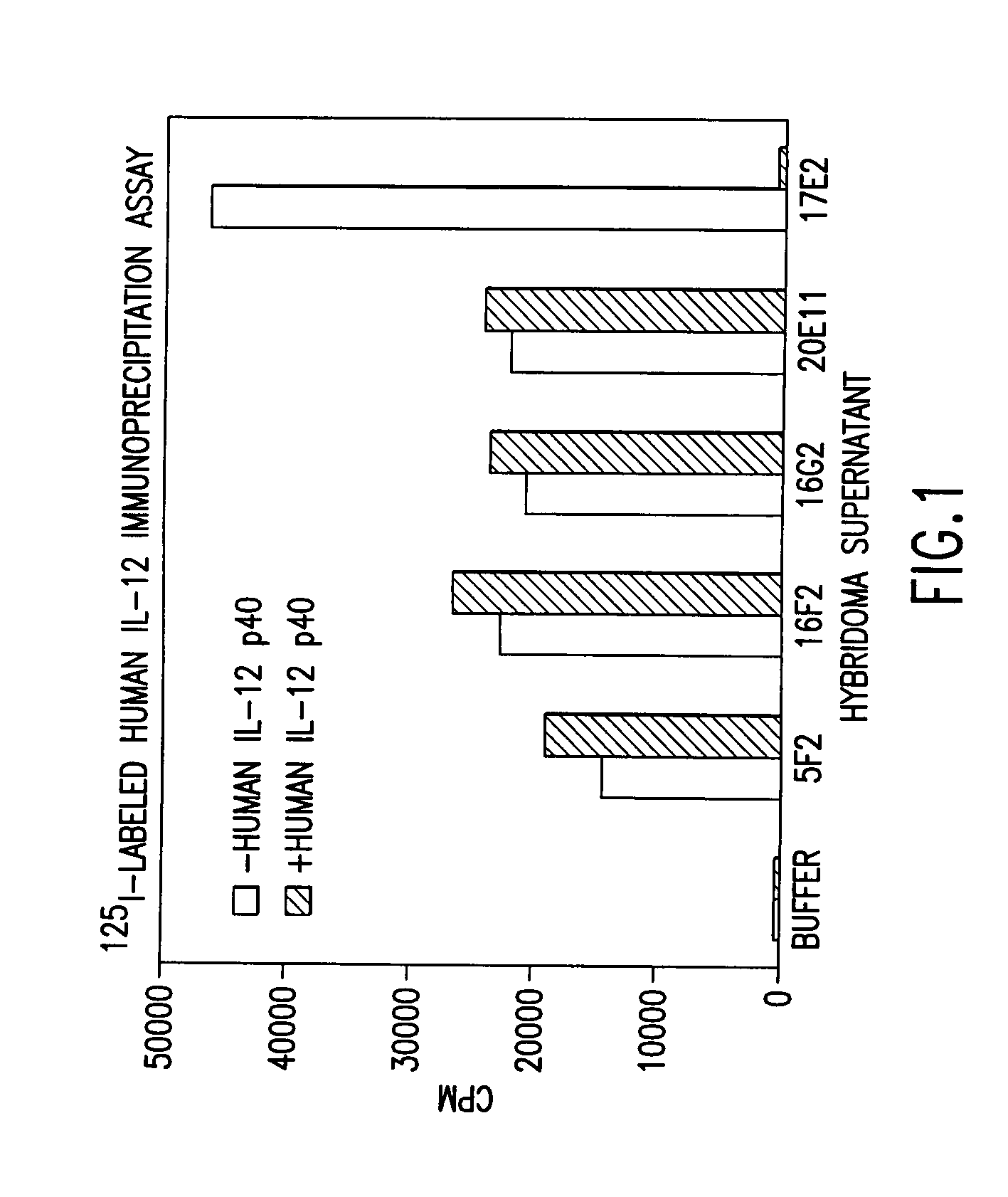 Antibodies against human IL-12