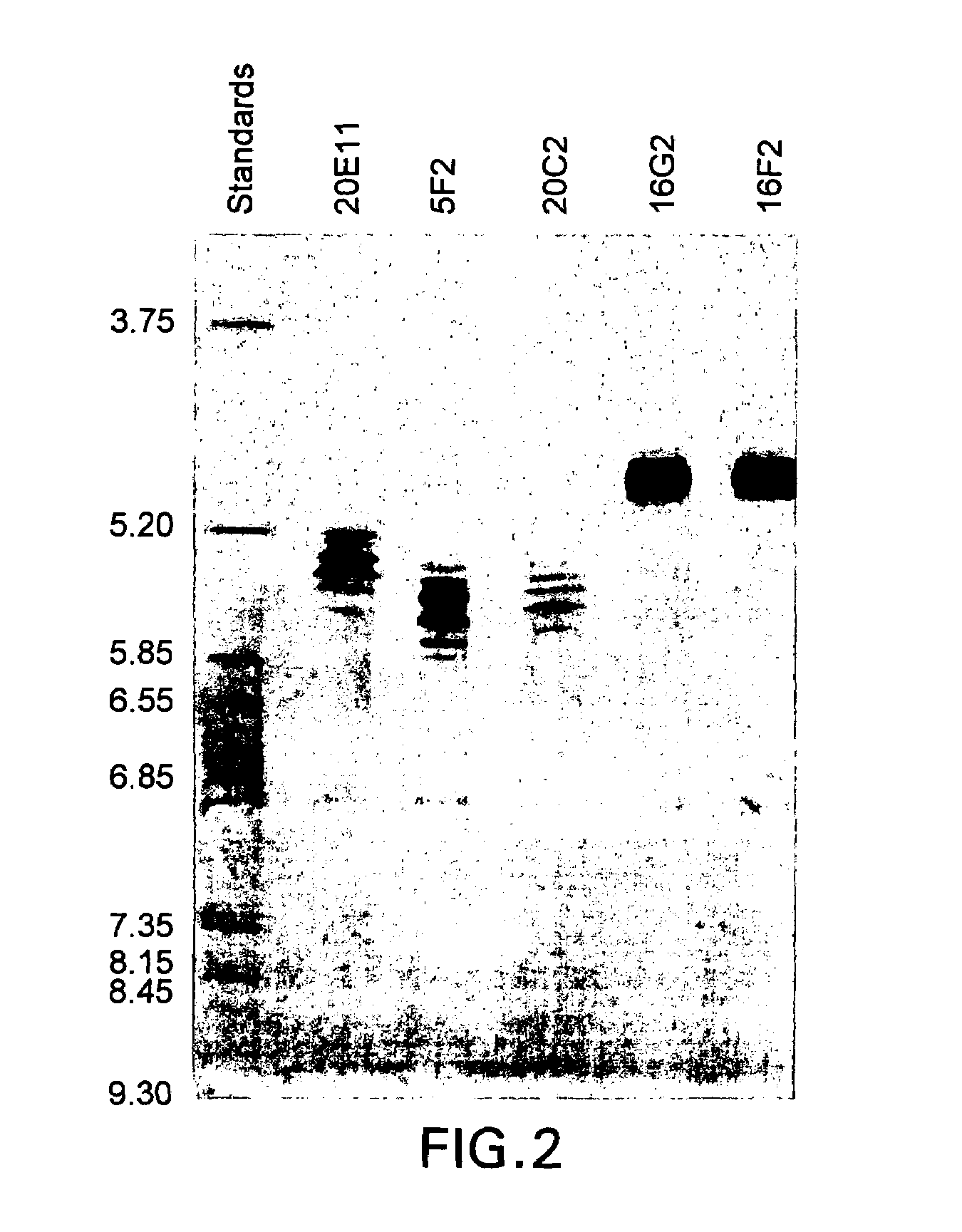 Antibodies against human IL-12