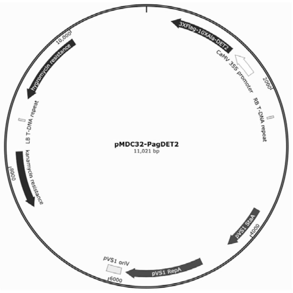 A rate-limiting gene for brassinolide synthesis regulating poplar wood formation and its application