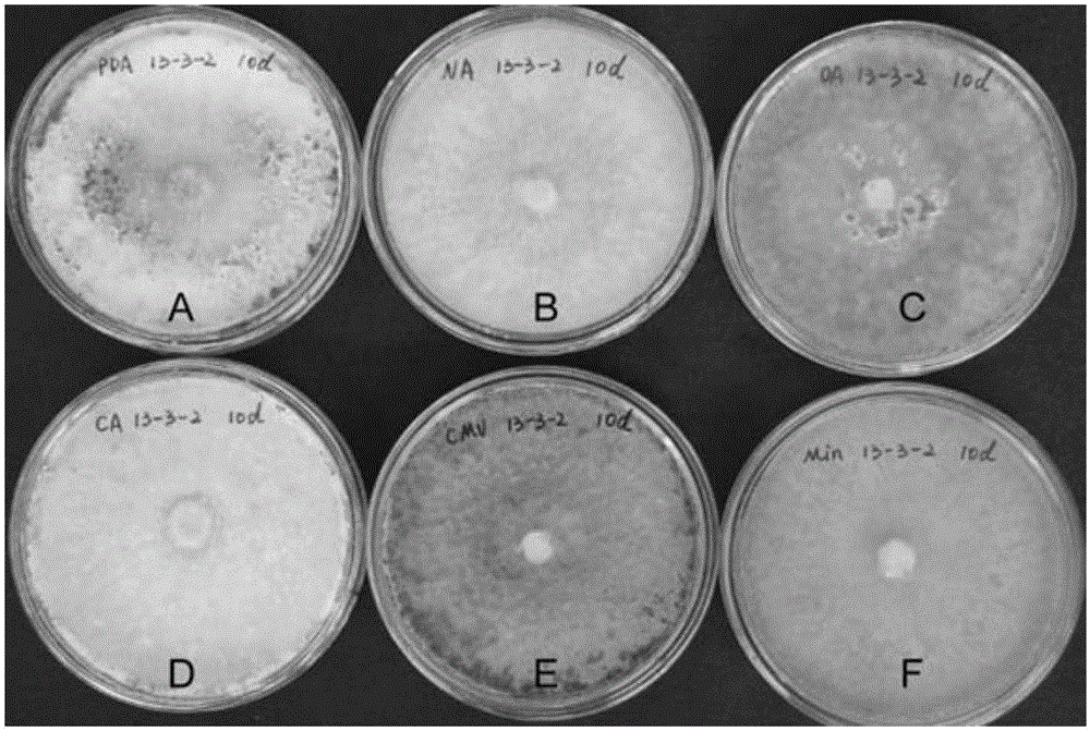 Trichoderma harzianum strain and application thereof