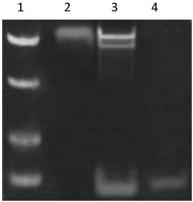 High salt tolerant sensor based on functional nucleic acid of zinc and application thereof