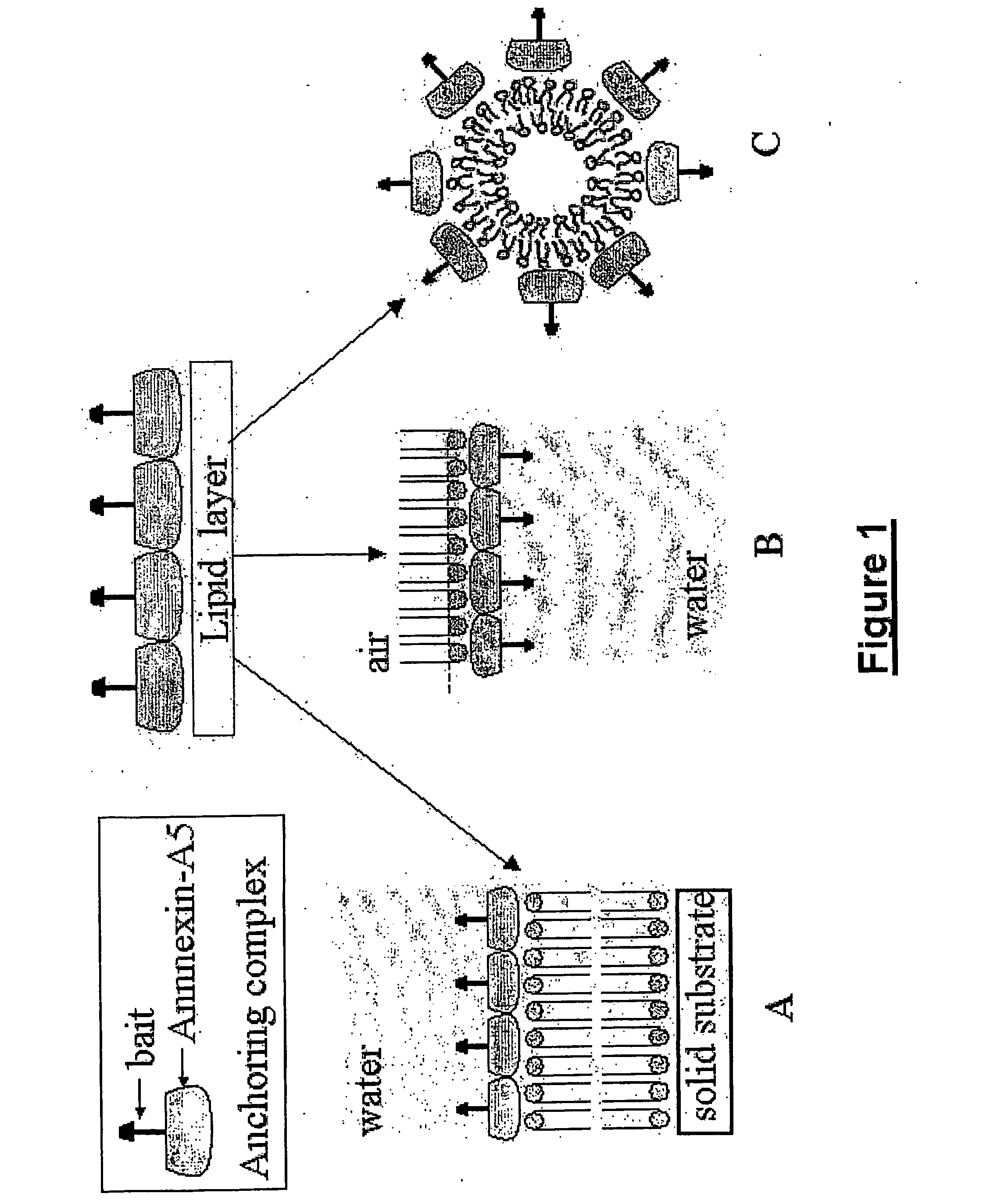 Device for binding a target entity to a bait entity and detection methods using the same