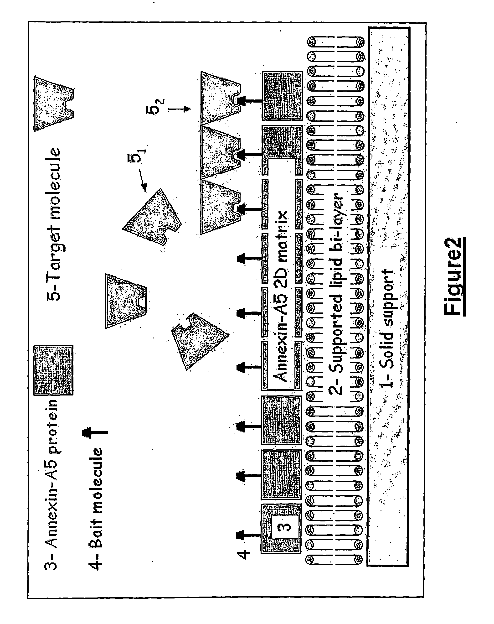 Device for binding a target entity to a bait entity and detection methods using the same