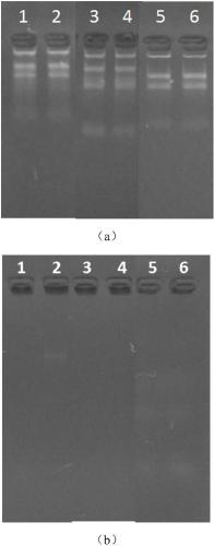 Nano magnetic bead based biological sample nucleic acid extracting and purifying method