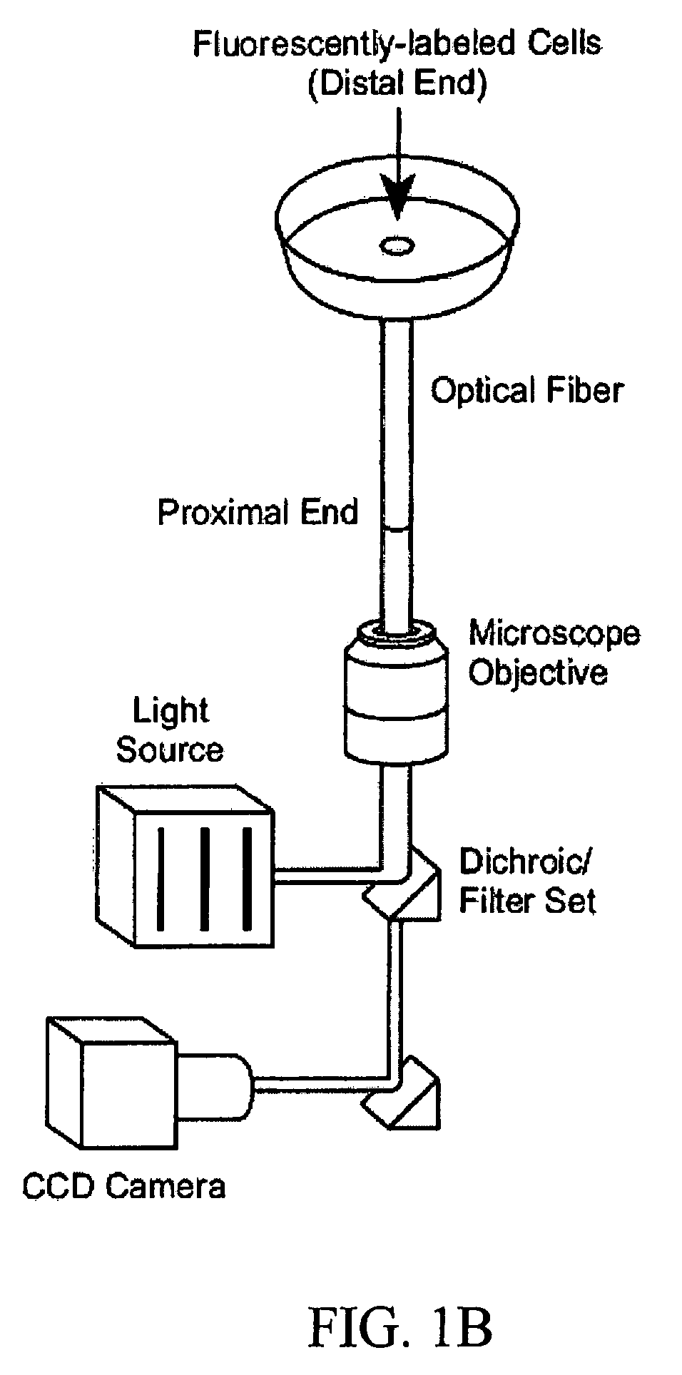 Apparatus and method for cell migration assays