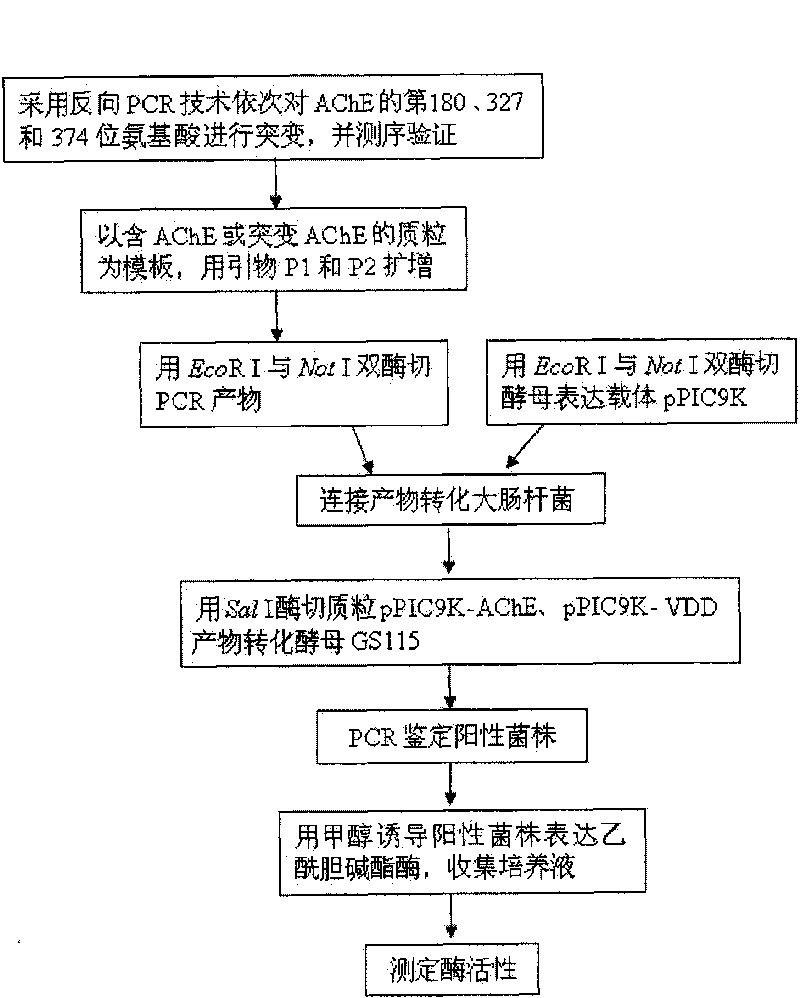 Mutated housefly acetylcholinesterase gene and expression thereof