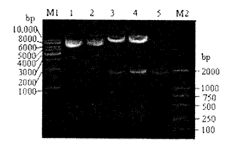 Mutated housefly acetylcholinesterase gene and expression thereof