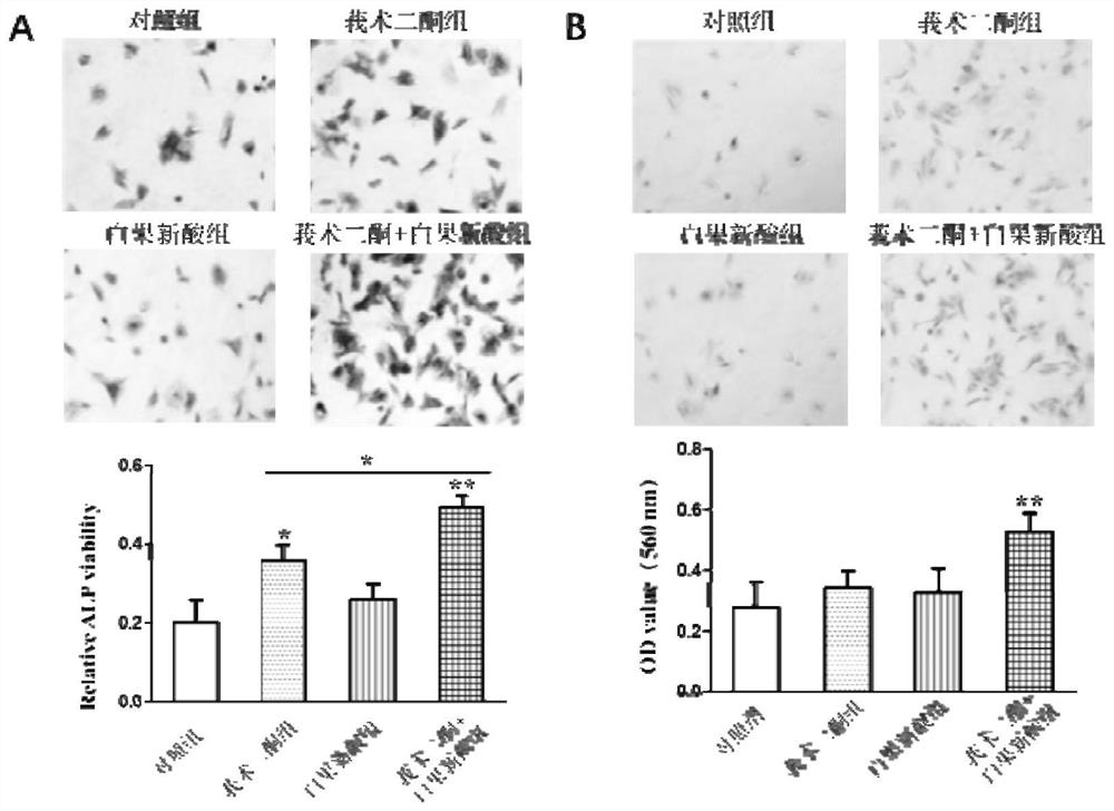 Application of curcumadione combined with ginkgoic acid in the preparation of drugs for promoting bone formation