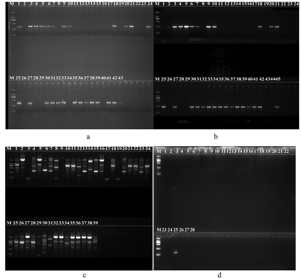 Primer and probe for detecting fusarium oxysporum f.sp cucumerinum and application of primer and probe