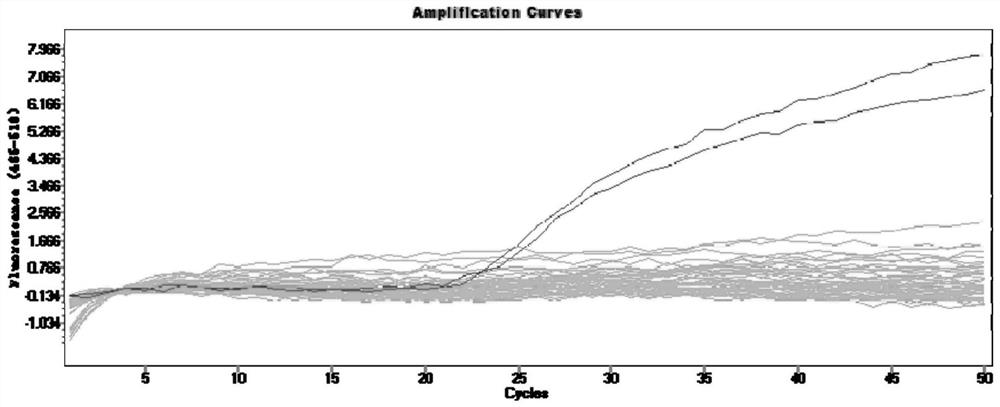 Primer and probe for detecting fusarium oxysporum f.sp cucumerinum and application of primer and probe