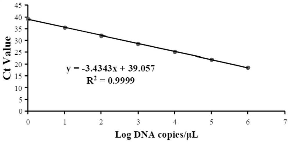 Primer and probe for detecting fusarium oxysporum f.sp cucumerinum and application of primer and probe