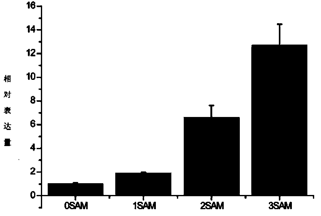 Upland cotton protein GhMADS22, and coding gene and application thereof